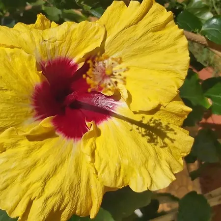 شقة Anna's House 1 بساكوذيا