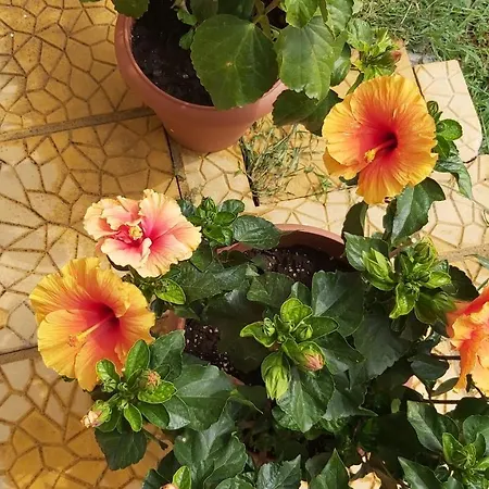 شقة Anna's House 1 *