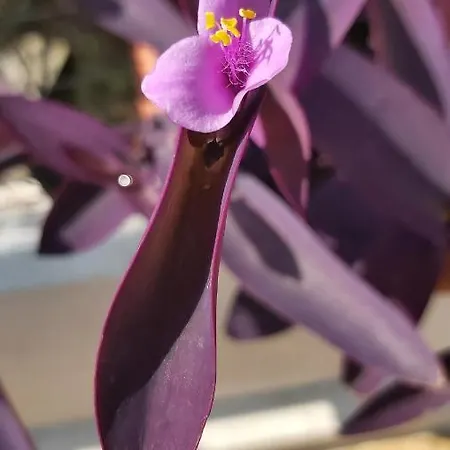 Anna's House 1 بساكوذيا