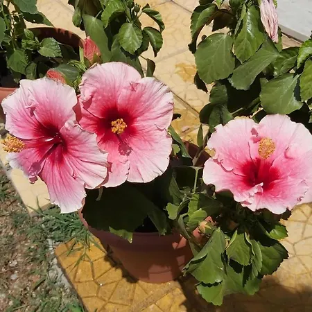 شقة Anna's House 1 *