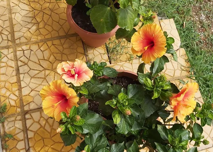 Apartamento Anna's House 1 *