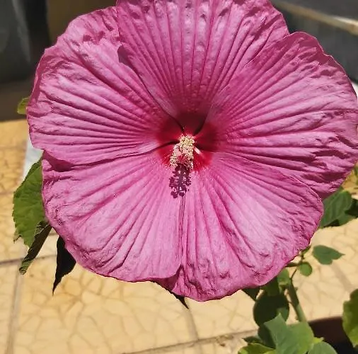 Lägenhet Anna's House 1