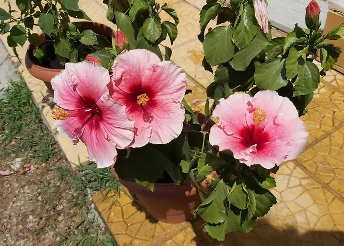 Lägenhet Anna's House 1 *