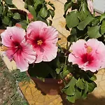 Apartamento Anna's House 1 *